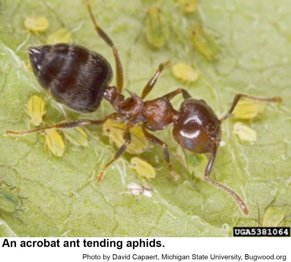  acrobat ant worker